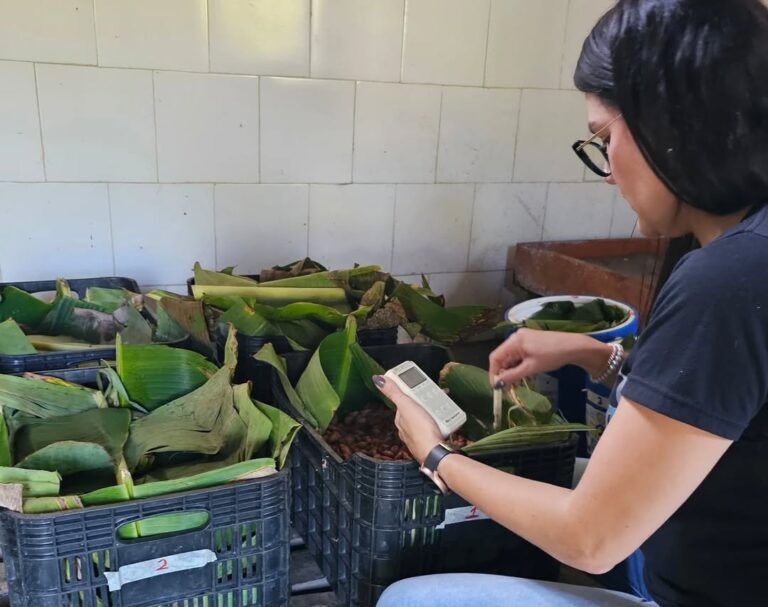 Mincyt preserva y mejorara la calidad del cacao venezolano