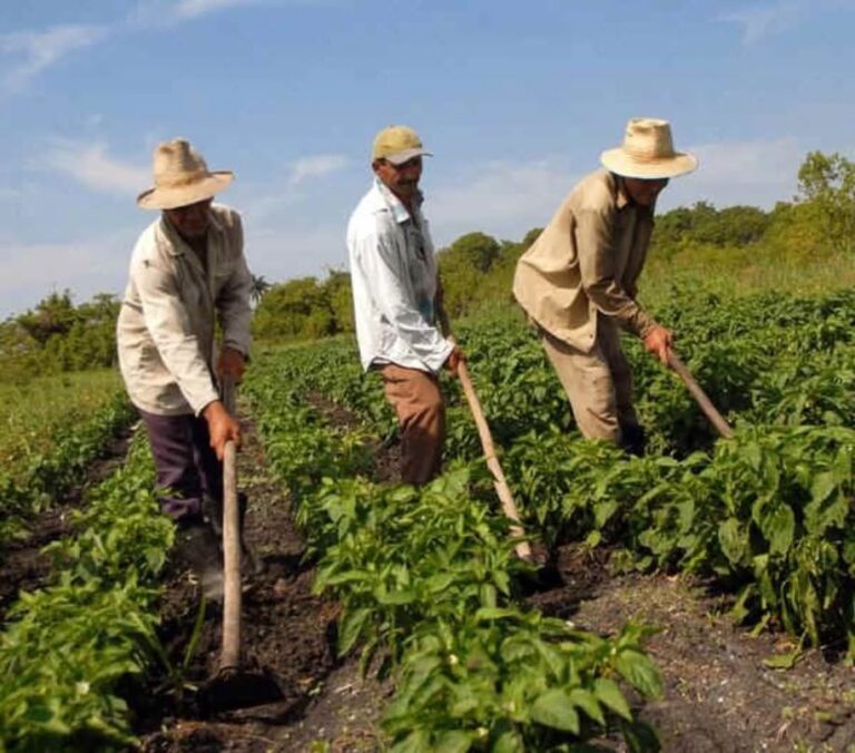 Mincyt e INTI promueven el desarrollo agrícola en La Guaira