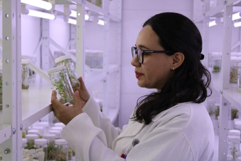 Avanza caracterización mediante “huella dactilar” de variedad de papas del Banco de Germoplasma del IDEA