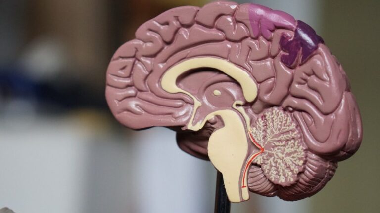 Tiempo de reacción del cerebro: la ciencia detrás de nuestras respuestas