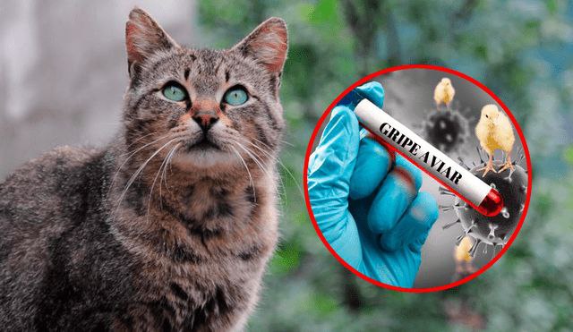 Alerta en EE.UU por muerte de felinos que consumieron alimentos contaminados con H5N1