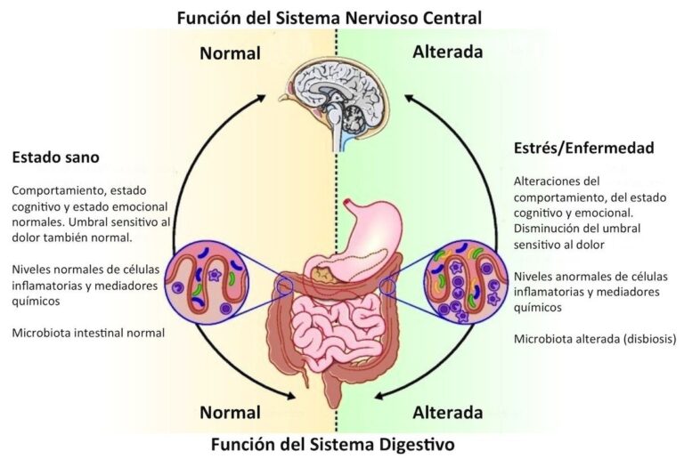 La microbiota intestinal y su relación con el cerebro