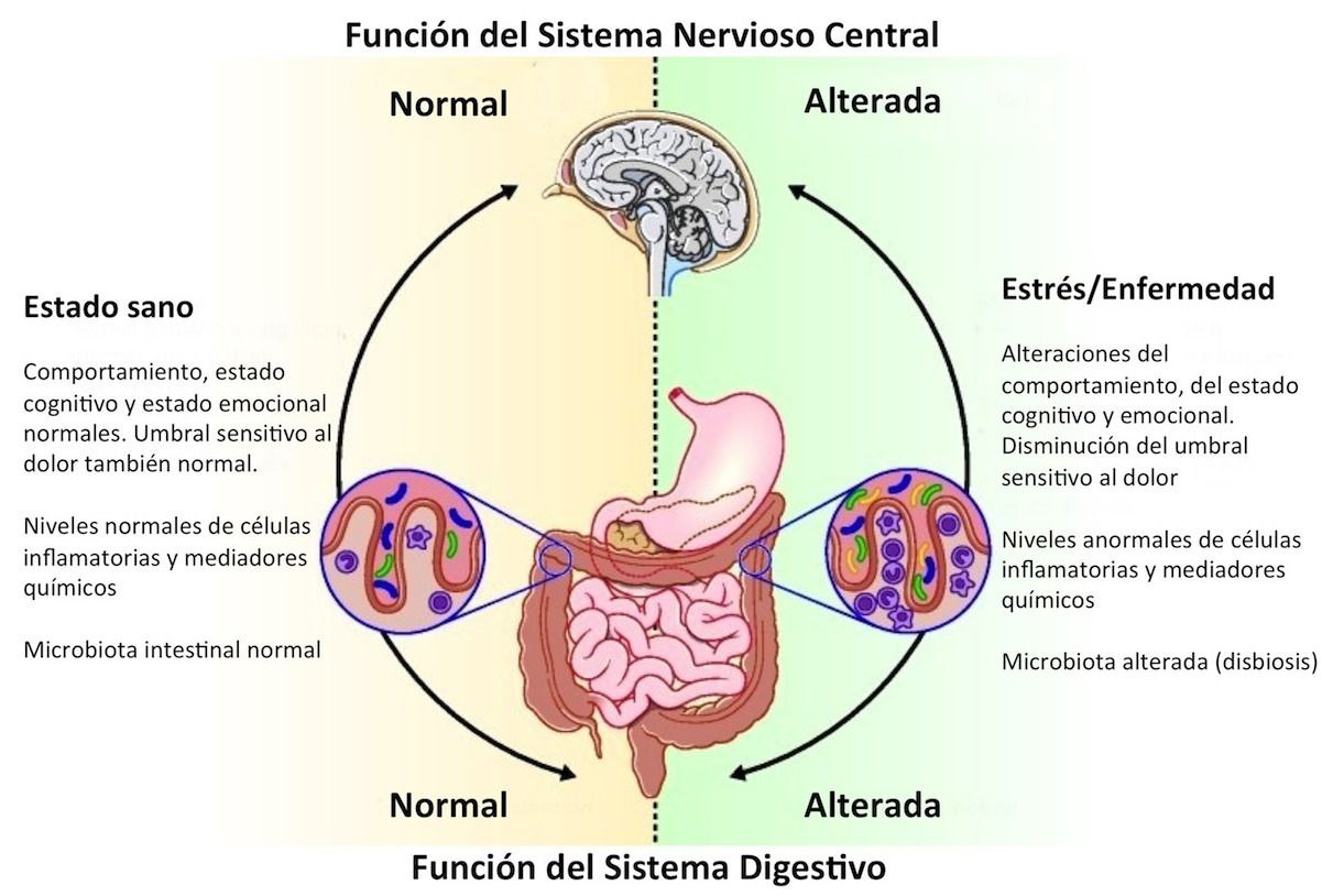 La microbiota intestinal y su relación con el cerebro