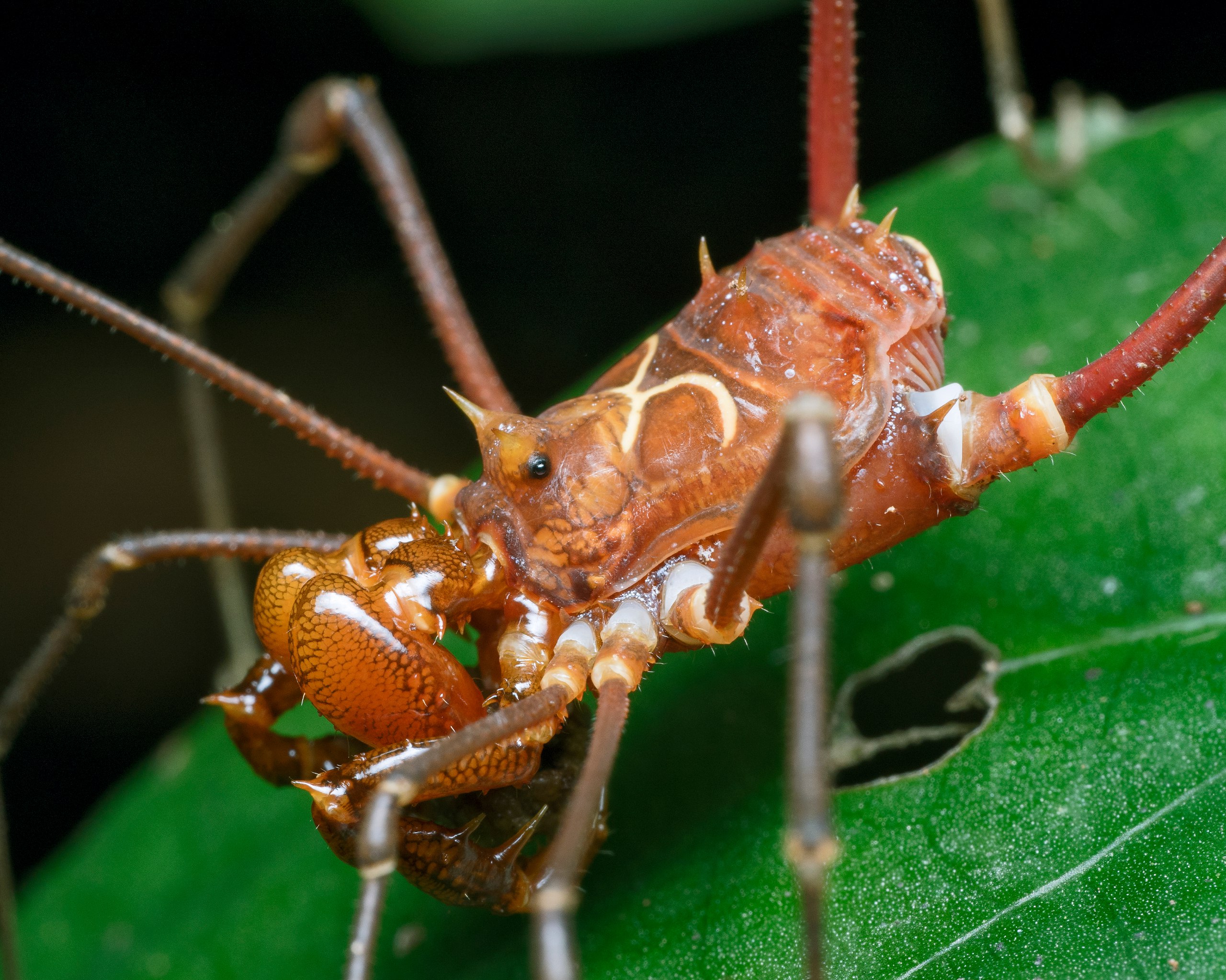 Opiliones pueden ser empleados como bioindicadores