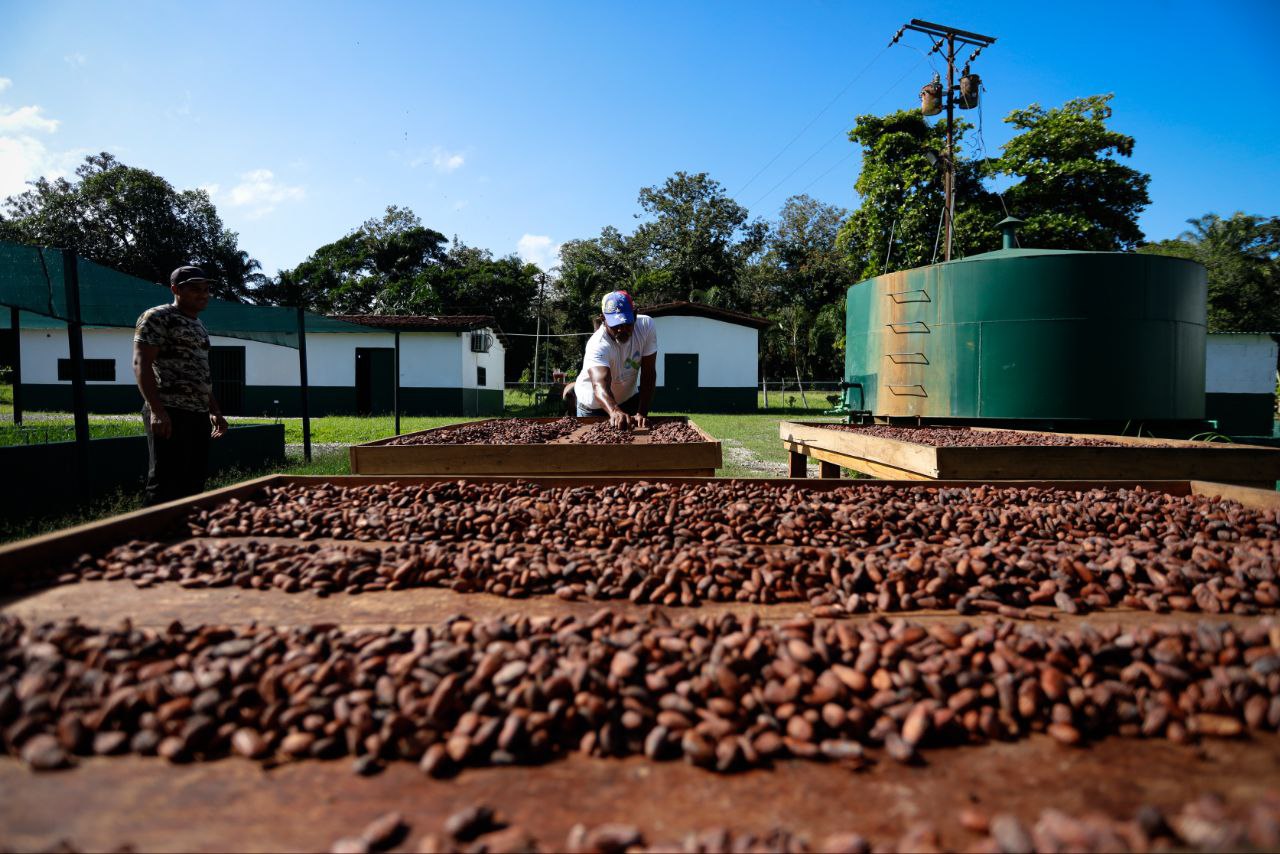 Venezuela avanza en la producción de cacao de la más alta calidad