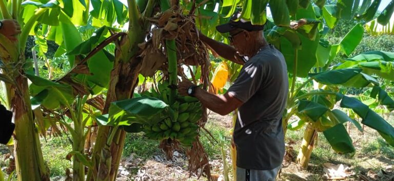 Fortalecen unidades socioproductivas para el desarrollo agrícola en Falcón