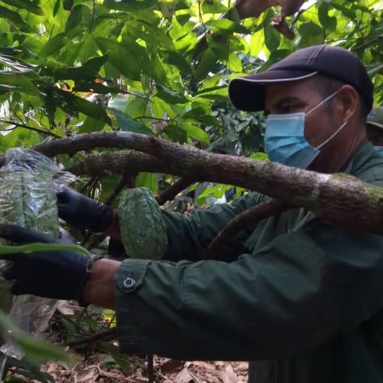 Fundación Ciepe realizó acompañamiento técnico a productores de cacao del estado Yaracuy