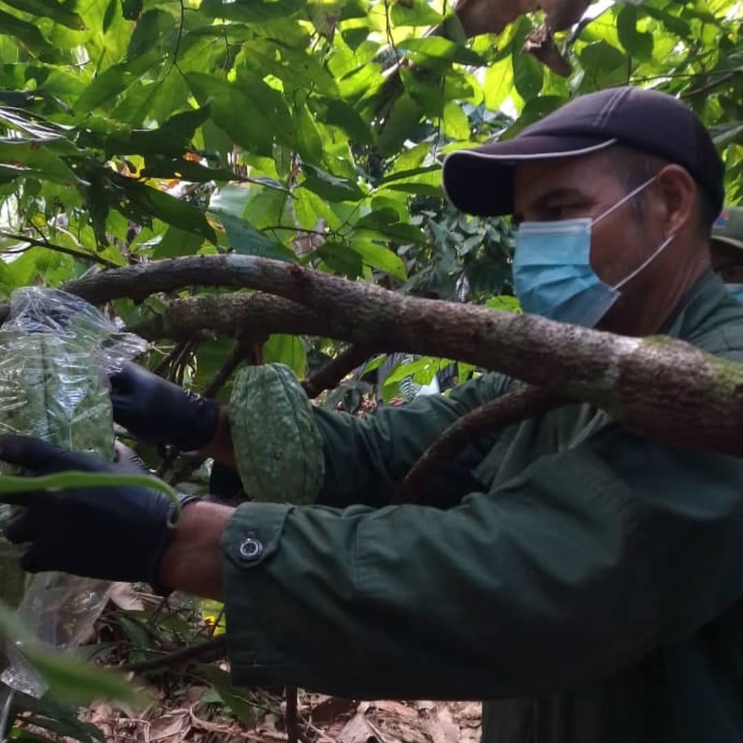 Fundación Ciepe realizó acompañamiento técnico a productores de cacao del estado Yaracuy