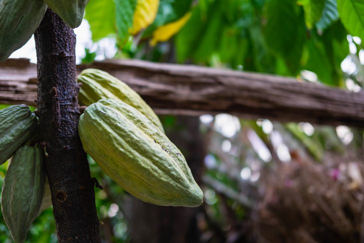 Abiertas inscripciones para segunda cohorte del diplomado «Maestros y Maestras Agrícolas en Manejo Sustentable de Cacao»