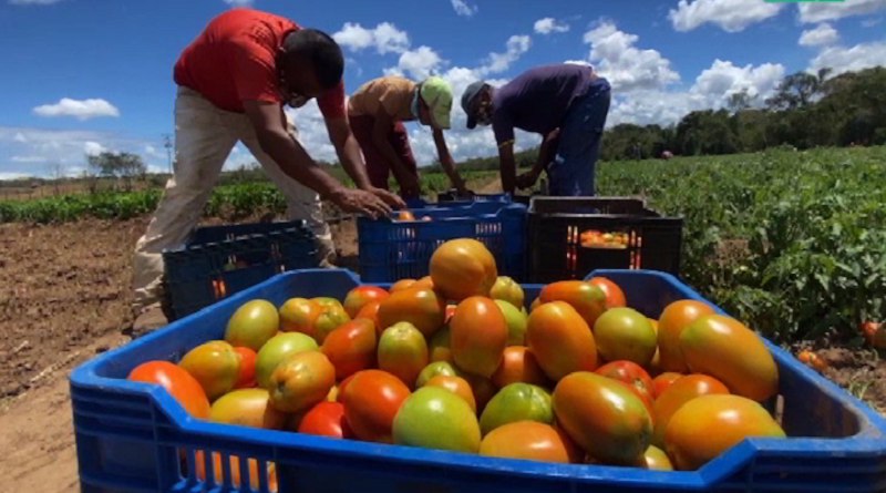 En Apure impulsan producción de tomates con la Alianza Científico-Campesina