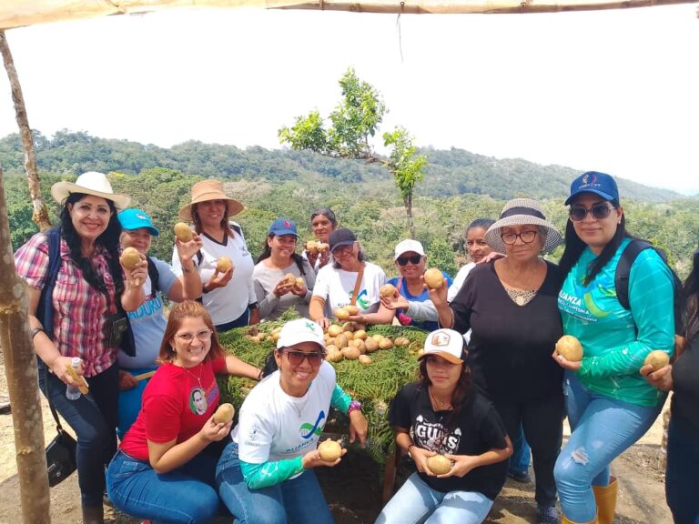 Productores de la Sierra de Falcón logran exitosa cosecha de papa María Bonita certificación II