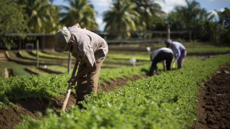 Aragua | Invitan a conversatorio sobre manejo sanitario y espacios agrícolas