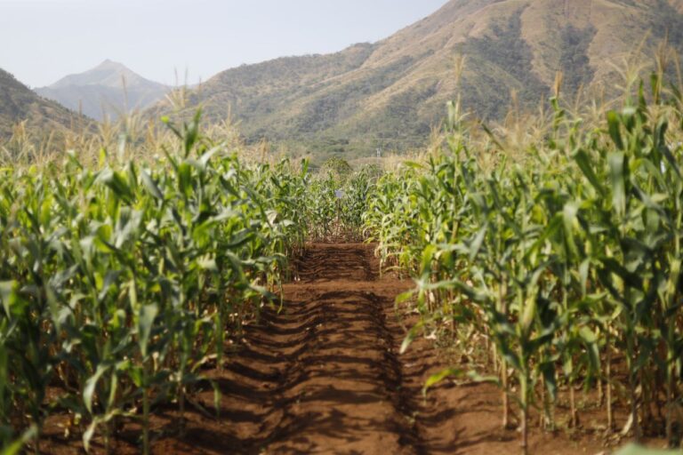 Alianza Científico-Campesina activa taller de elaboración de bioinsumos en Guárico