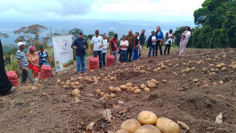 Mincyt impulsa actividades formativas para crecimiento del cultivo de papa en Falcón