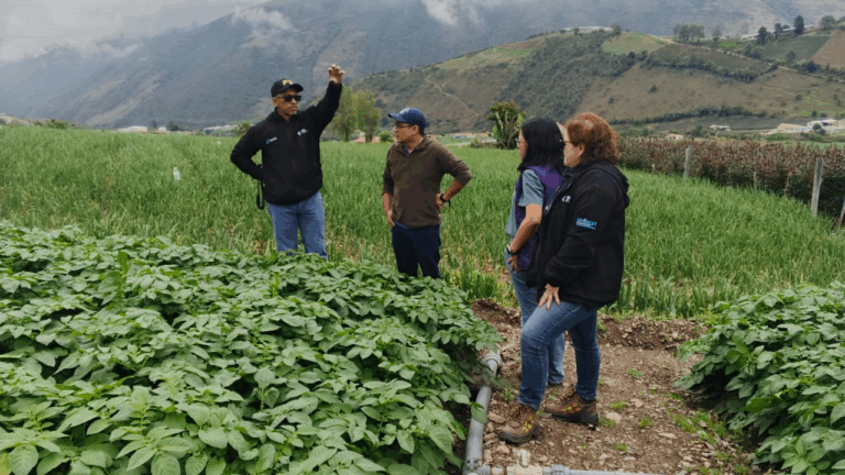 Investigadores del IDEA y productores merideños buscan alternativas ante enfermedades que afectan el cultivo de papa