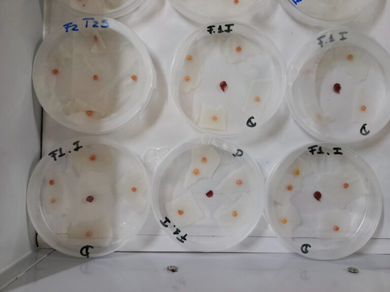 Investigadores venezolanos desarrollan pesticidas basados en quitosano para control de hongos en cultivos