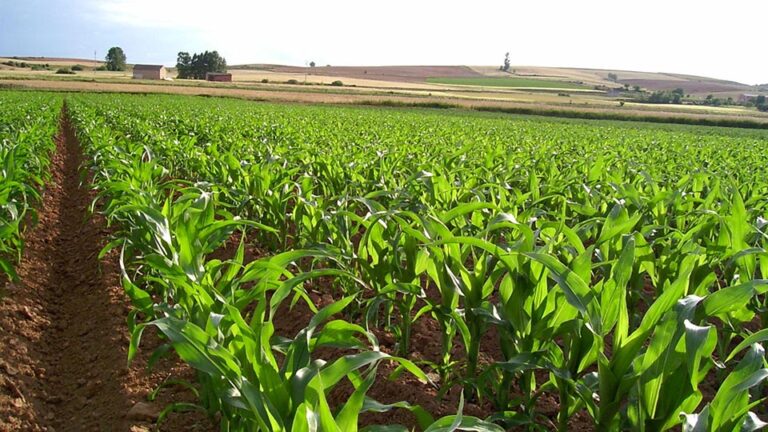 Entregarán semillas de maíz de la variedad INIA-7 a productores de Portuguesa