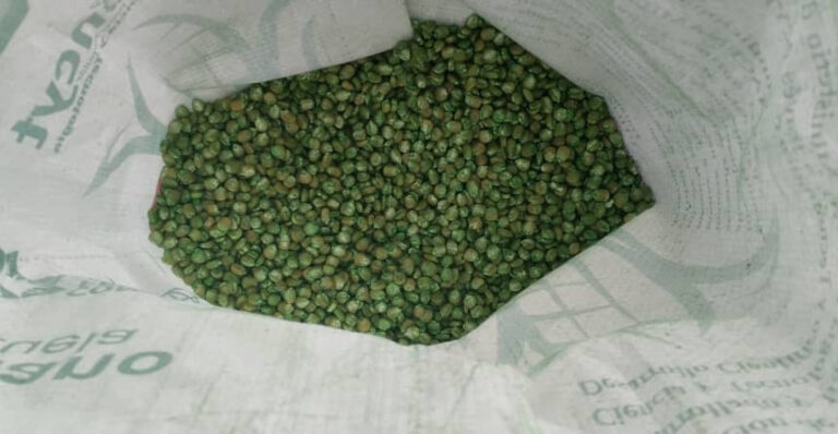 Entregan semillas de variedad INIA-7 a pequeños productores de Aragua