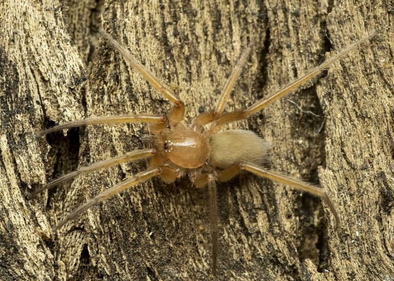 Arañas introducidas en Venezuela: confirmando la presencia de una especie africana en el país