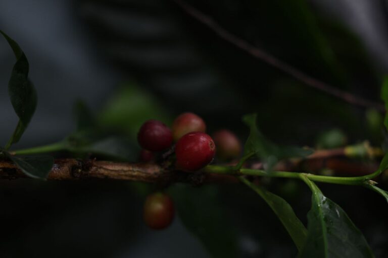 Diplomado en Manejo de Sistemas Sustentables de Café avanza con módulo sobre siembra agroecológica