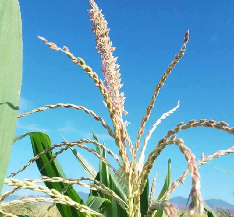 Alianza Científico-Campesina se despliega este viernes en Apure para fortalecer producción de semillas