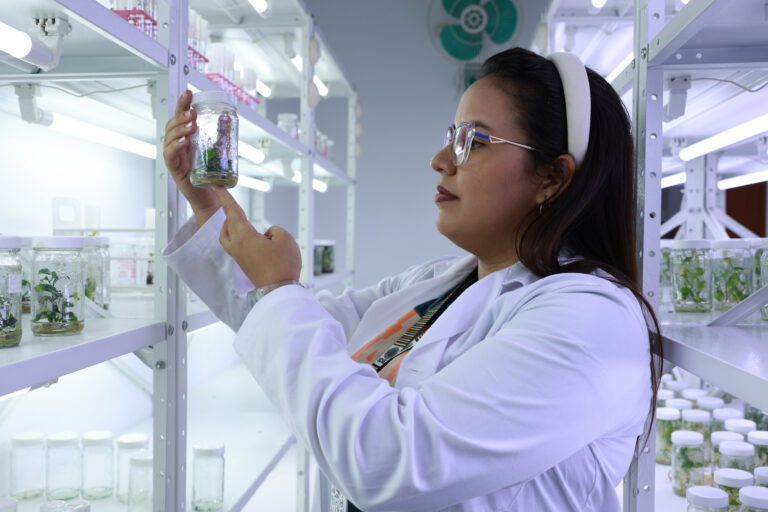 Investigadores desarrollan vivero de plantas de cítricos sanos a partir de germinación in vitro