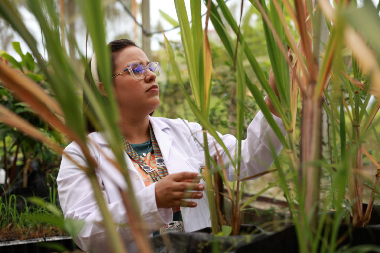 Científicos venezolanos impulsan proyectos para fortalecer producción de caña de azúcar