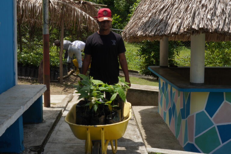 Plan Cacao Sucre, plántulas