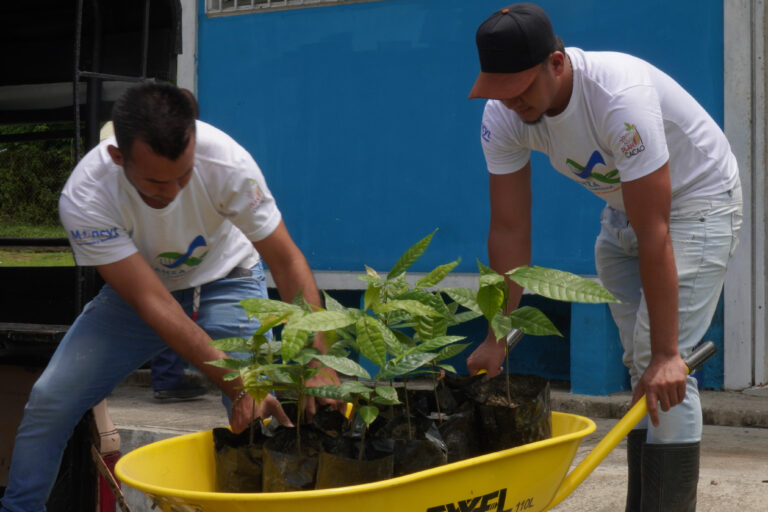 Plan Cacao Sucre, plántulas