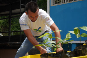 Plan Cacao Sucre, plántulas