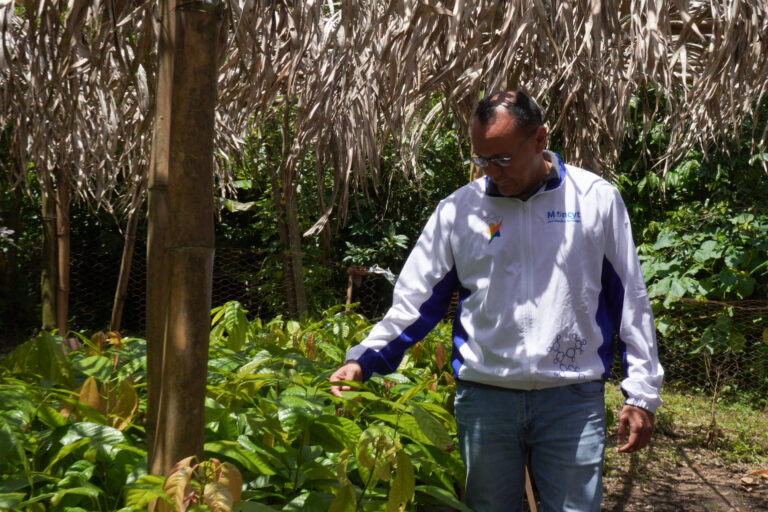 Plan Cacao Sucre, plántulas