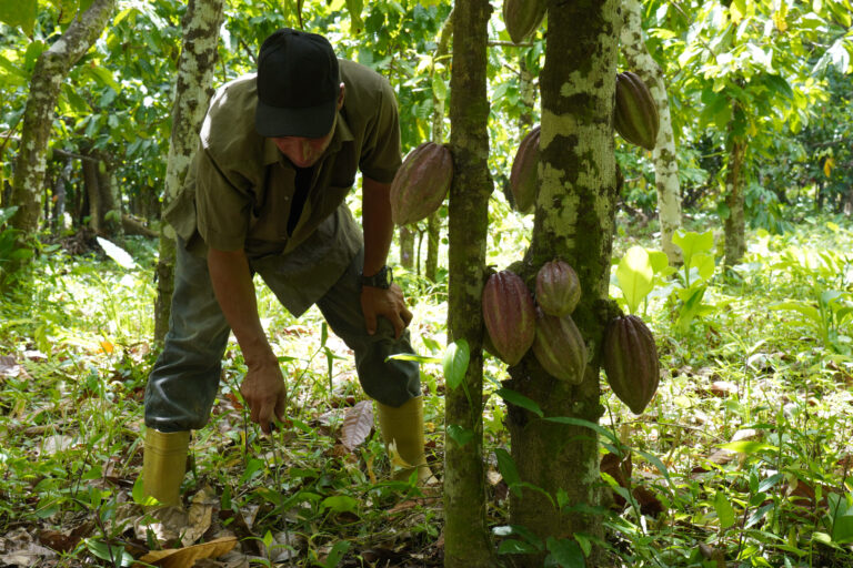 Plan Cacao Sucre, plántulas