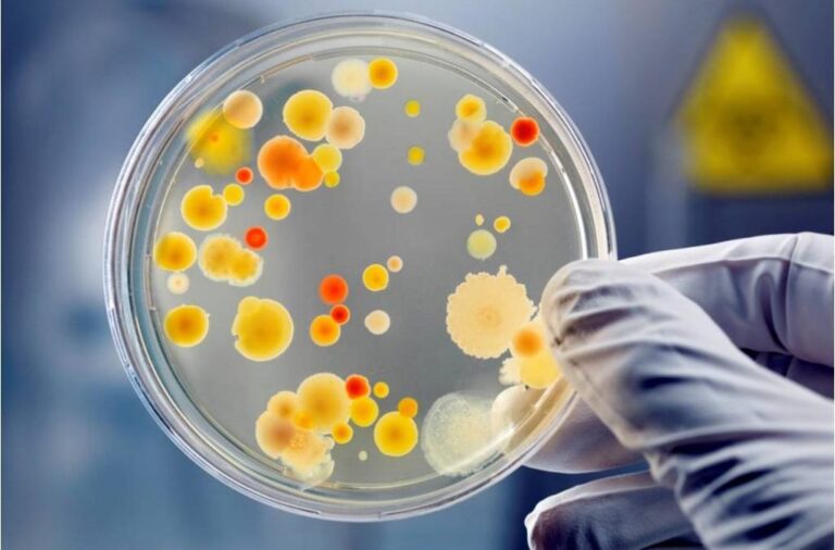 Aragua | Realizarán conversatorio sobre producción de microorganismos y bioinsumos para sector agrícola