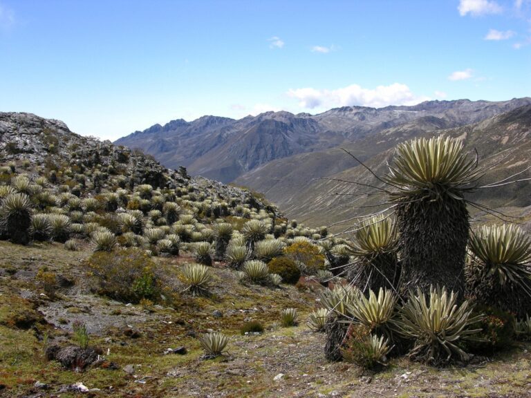 Centro de Ecología del IVIC invita al seminario sobre vegetación en andes tropicales