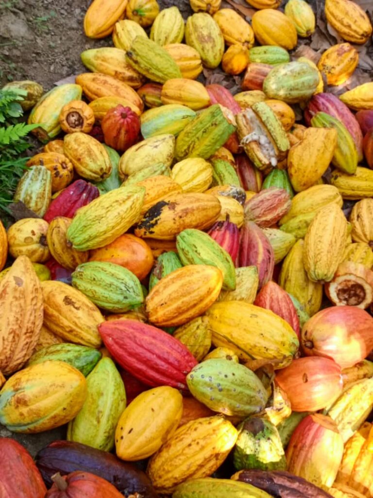 Cacao 1