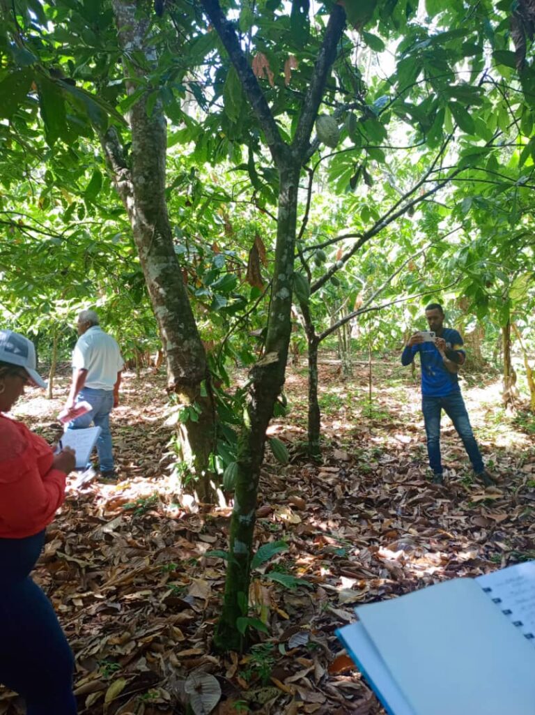 Cacao 2