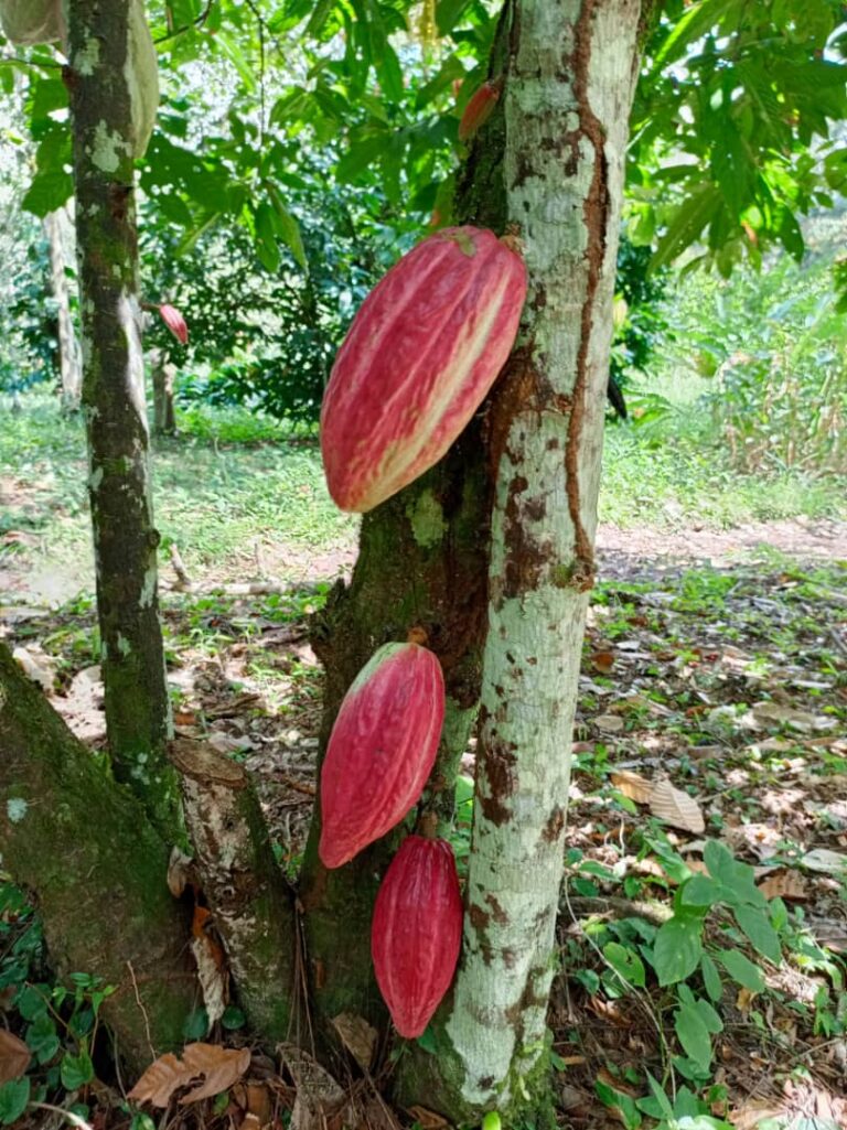 Cacao 3