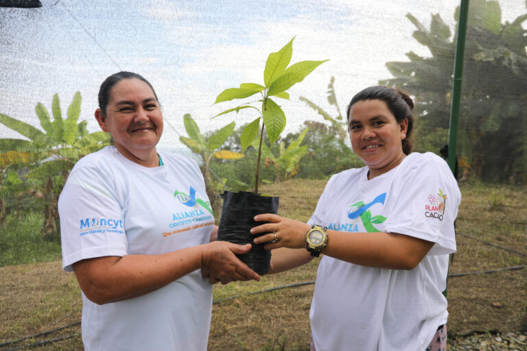 Productores merideños reciben 700 plántulas de cacao criollo fortificadas y altamente resistentes