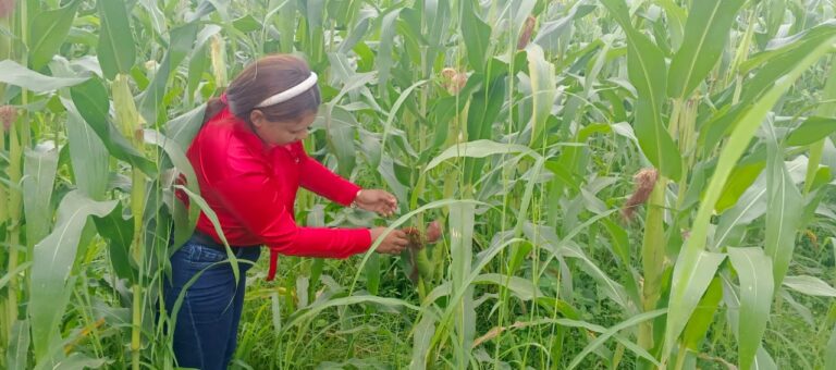 Mincyt inspecciona unidad de producción de Red Semillerista de Maíz Guanape