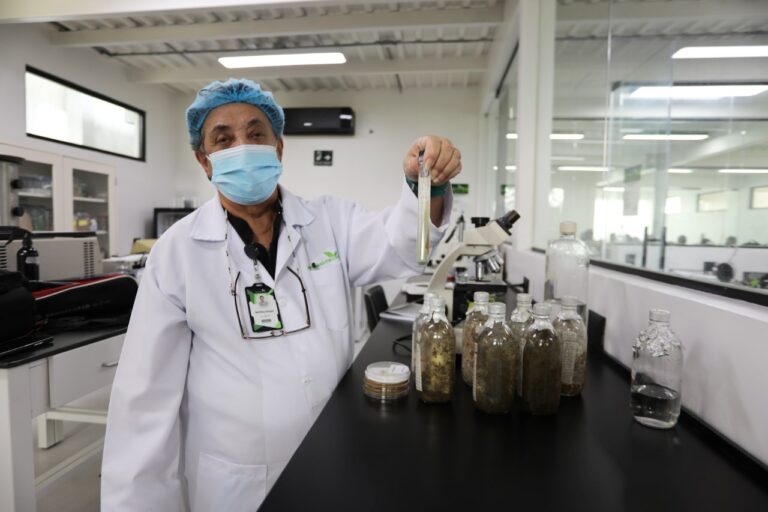 Demuestran efectividad de bioinsecticida para el control del chipo en Venezuela
