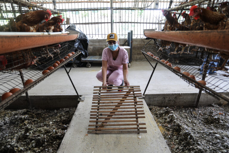 Gallinas- Turmero Control de plagas con uso de productos biológicos