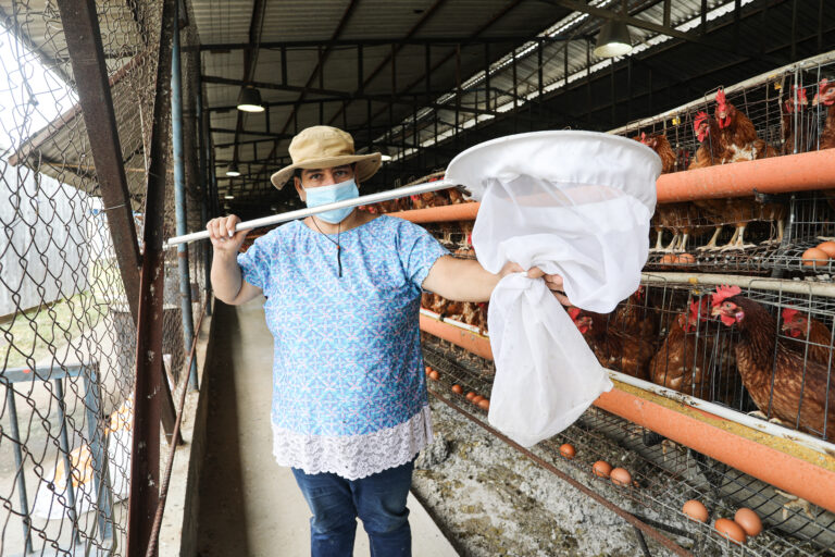 Gallinas- Turmero Control de plagas con uso de productos biológicos