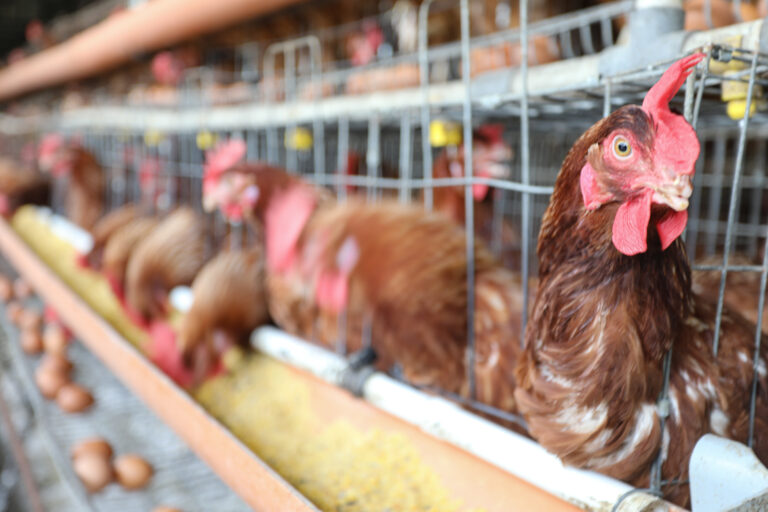 Gallinas- Turmero Control de plagas con uso de productos biológicos
