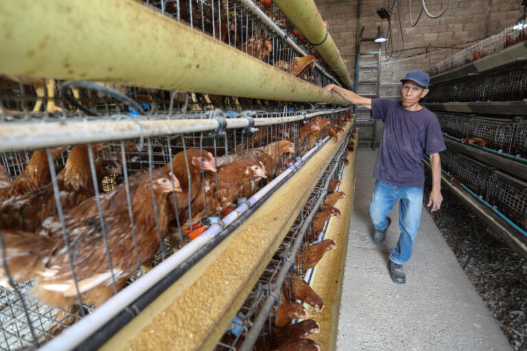Gallinas- Turmero Control de plagas con uso de productos biológicos