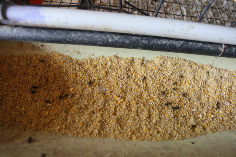 Gallinas- Turmero Control de plagas con uso de productos biológicos