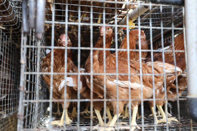 Gallinas- Turmero Control de plagas con uso de productos biológicos
