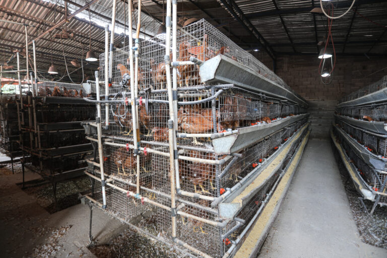 Gallinas- Turmero Control de plagas con uso de productos biológicos