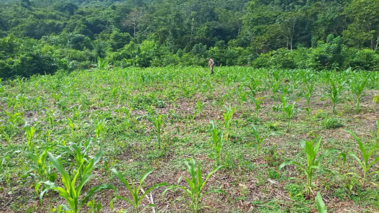 Expertos de la Alianza Científico-Campesina brindan asistencia técnica en Bolívar