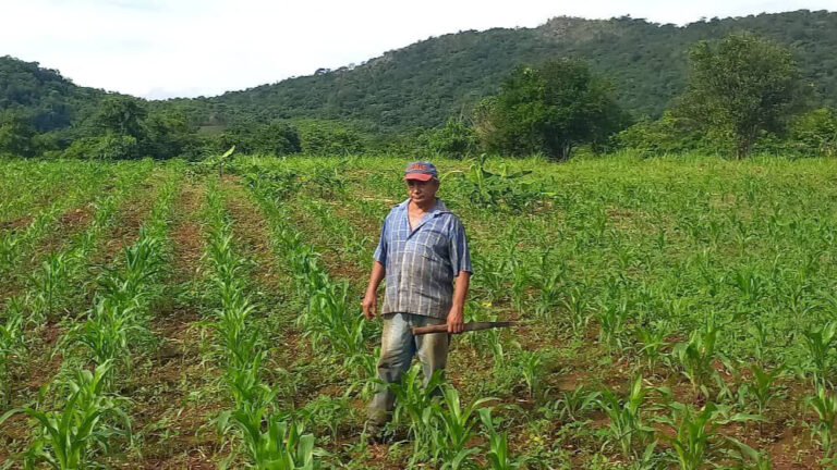 Evalúan siembra de maíz en unidad de producción de Bolívar