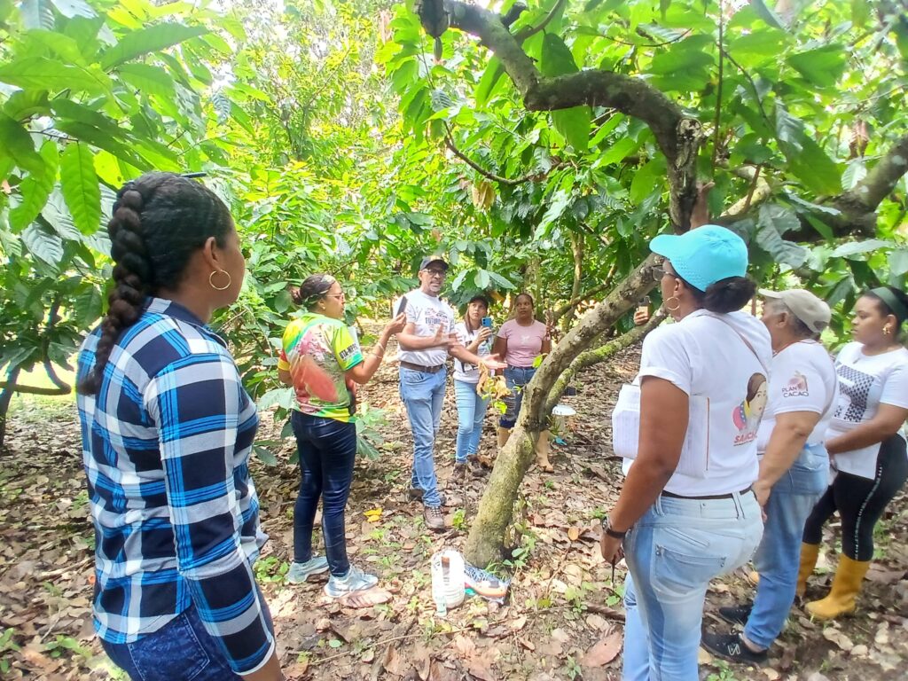 cacao